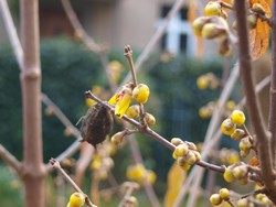 (3) Website_Winter_Winterblüte_Knospen und Glöckchen.JPG