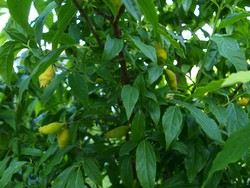 (4) Website_Winterblüte_Blatt-und-Frucht Mitte Juni.JPG