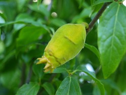 (5) Website_Winter_Winterblüte_Einzelfrucht_Jahr4 im Juni.JPG