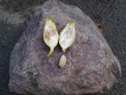 (6) Winter_Website_Winterblüte_aufgeschnitteFrucht.JPG