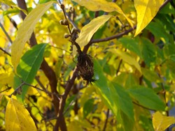 (7) Website_Winter_Winterblüte im November.JPG