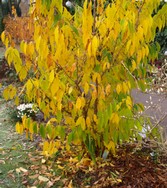 (8) Website_Winter_Winterblüte_Herbstzauber.JPG