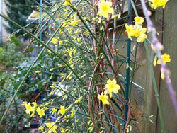 (1) Website_Winter_Winterjasmin_Blüte mit Knospen im Dezember.JPG