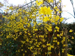 (2) Website_Winter_Winterjasmin_Blüte Anfang Februar.JPG
