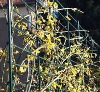 (4) Website_Winter_Winterjasmin_Geflecht am Rankgitter.JPG