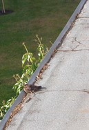 Amsel am Geburtstag_Sonnenbaden_03-04-20 (2).JPG