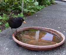 Website_Vögel_Amsel an Wasserschale.JPG