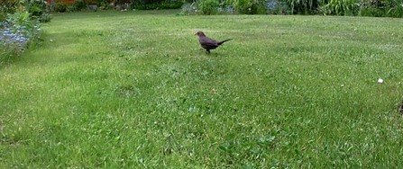 Website_Vögel_Amsel auf Futtersuche.JPG