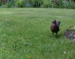 Website_Vögel_Amsel mit Brutfutter.JPG
