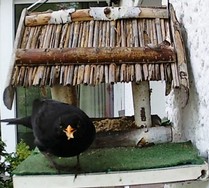 Website_Vögel_Amsel mit Futter.JPG