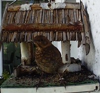 Website_Vögel_Amsel_Junges am Futterhaus.JPG