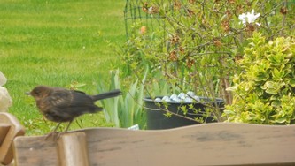 Website_Vögel_Amsel_Junges auf Bank (1).JPG