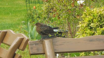 Website_Vögel_Amsel_Junges auf Bank (2).JPG