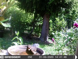 Website_Vögel_Amsel_Kind Schnabel auf.JPG