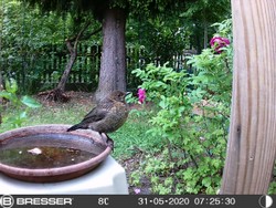 Website_Vögel_Amsel_Kind an Tränke.JPG