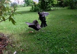 Website_Vögel_Amsel_Konkurrentenkampf.JPG