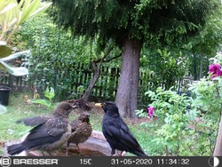 Website_Vögel_Amsel_Pa und 2 Kinder an Tränke.JPG