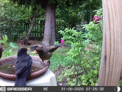 Website_Vögel_Amsel_Pa und ein Kind.JPG