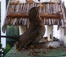 Website_Vögel_Amseljunges am Futterhaus.JPG