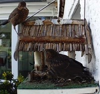 Website_Vögel_Amselkinder am Futterhaus.JPG