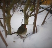 (1) Website_Tiere_Vögel_Rotkehlchen im Schnee unter Magnolie Mitte Februar.JPG