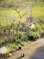 (2) Website_Tiere_Vögel_Rotkehlchen in Magnolie Mitte März.jpg