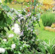 (3) Website_Tiere_Vögel_Rotkehlchen bei Feige.jpg