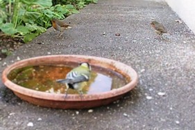 (4) Website_Vögel_Tiere_Rotkehlchenpaar mit Meise an Tränke.JPG