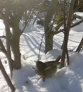 (5) Website_Tiere_Vögel_Rotkehlchen unter Magnolie im Schnee Mitte Februar.JPG