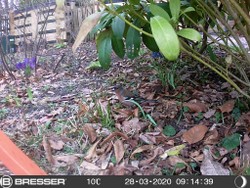 (14) Website_Tiere_Einführtext_Buchfink im März.JPG