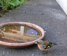 Website_Vögel_Buchfink (1).JPG