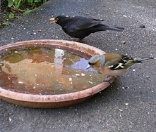 Website_Vögel_Buchfink (2).JPG