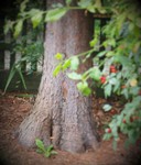 (2) Website_Tiere_Vögel_Kleiber am Fichtenstamm Anfang September.JPG