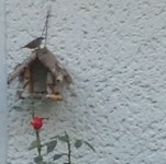 (4) Website_Tiere_Vögel_Kleiber als Futterhaus-Wachposten.JPG