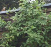 (5) Website_Tiere_Vögel_Kleiber auf Dach im Regen im September.JPG