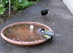 Website_Vögel_Kohlmeise mit Star an Tränke.JPG