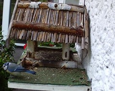Website_Vögel_Meisen_Blaumeise am Futterhaus.JPG