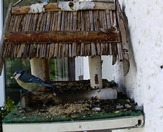Website_Vögel_Meisen_Blaumeise am Futterhaus2.JPG