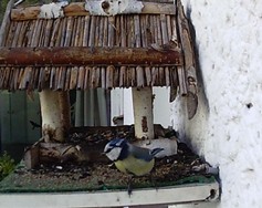 Website_Vögel_Meisen_Blaumeise am Futterhaus3.JPG