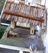 Website_Vögel_Meisen_Blaumeise im Flug.JPG