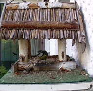 Website_Vögel_Meisen_Blaumeise im Futterhaus.JPG