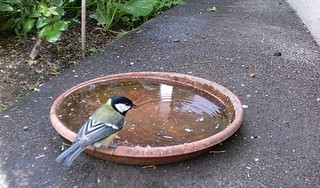 Website_Vögel_Meisen_Kohlmeise an Tränke.JPG