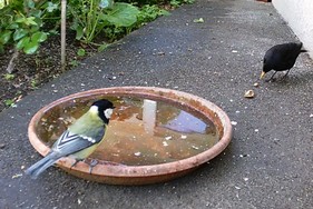 Website_Vögel_Meisen_Kohlmeise mit Amsel an Tränke.JPG