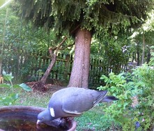 Website_Gartentiere_Ringeltaube_Wassertränke.JPG