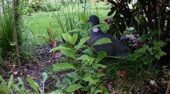 Website_Gartentiere_Ringeltaube_unterm Busch.JPG