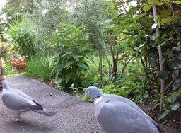 Website_Gartentiere_Ringeltauben_weg von Futterhaus hin zum Garten.JPG