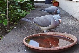 Website_Gartentiere_Ringeltaubenpaar an Wassertränke.JPG