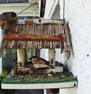 Website_Vögel_Spatz_Amseljunges und Spatz.JPG