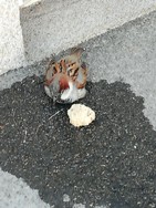 Website_Vögel_Spatz_Junges vor Futterkugel.jpg