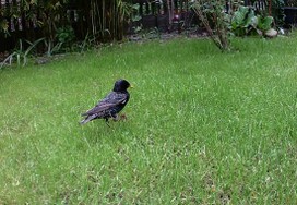 Website_Vögel_Star_auf Wiese.JPG